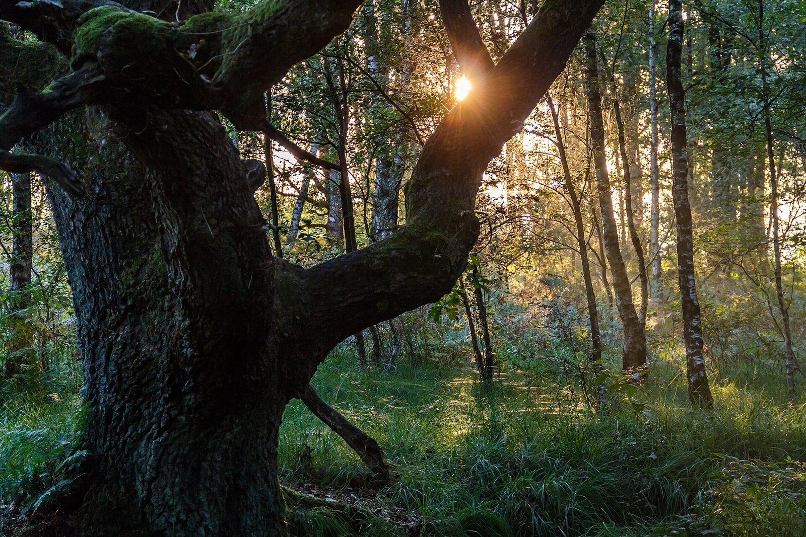 Forstwirtschaftlich geprägter Eichenbestand mit Waldweg